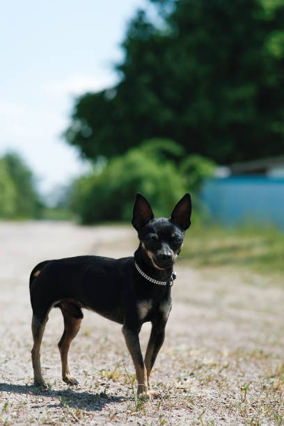 istock Black toy terrier on green grass. Decorative dog for a walk. 1492991730