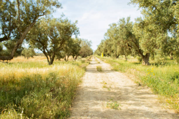 blurred Olives trees background, mediterranean olive field ready for harvest