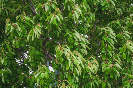 Background of newly bloomed cherry tree leaves in spring