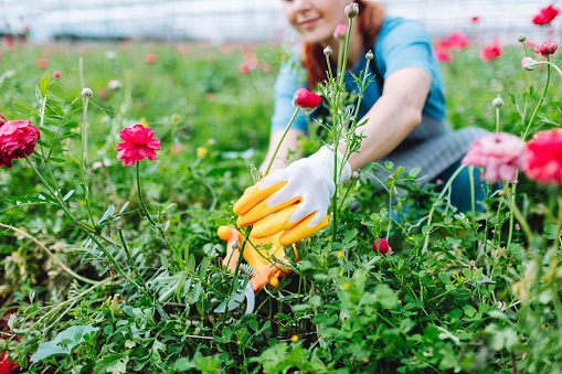 Young adult woman working in flower greenhouse using garden pruner