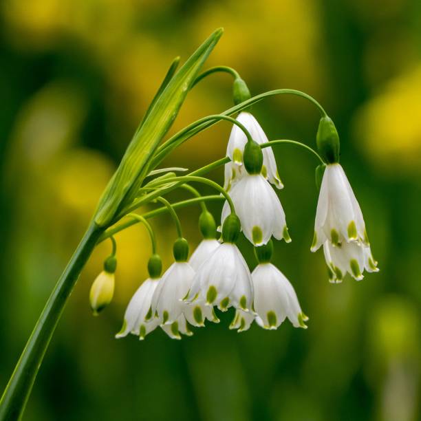 istock Closeup image of a delicate, white Summer snowflake flower 1492993372