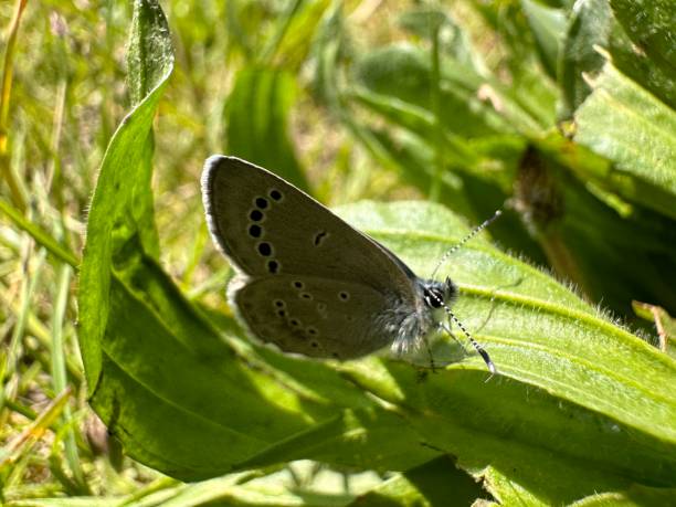 Blue butterfly stock photo
