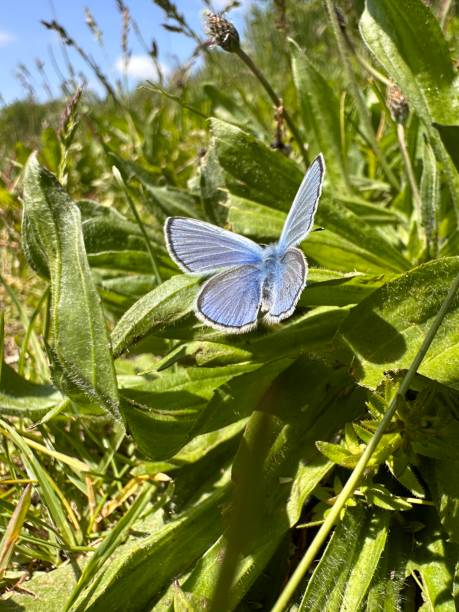 Blue butterfly stock photo