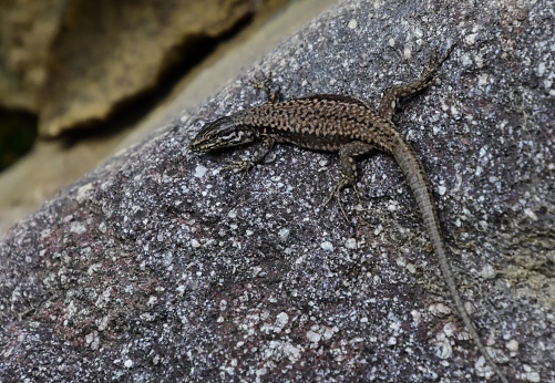 A small reptilian creature perched atop a boulder, surveying its surroundings with a vigilant eye