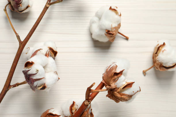 istock Dried cotton branches with fluffy flowers on white wooden table, flat lay 1493000443
