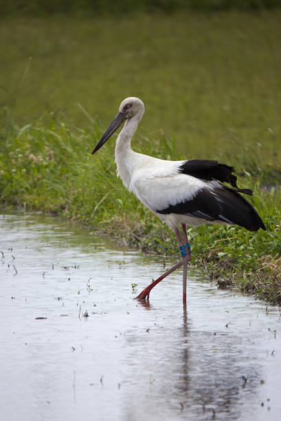 istock Stork looking for bite in rice field before rice planting. 1493000456