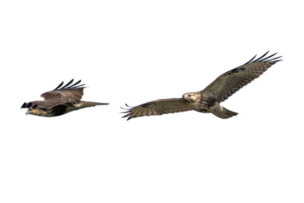 istock Eastern buzzard in flying isolated on a white background. 1493000461