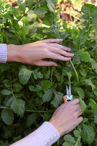 istock Woman cutting fresh arugula leaves with pruner outdoors, closeup 1493000593