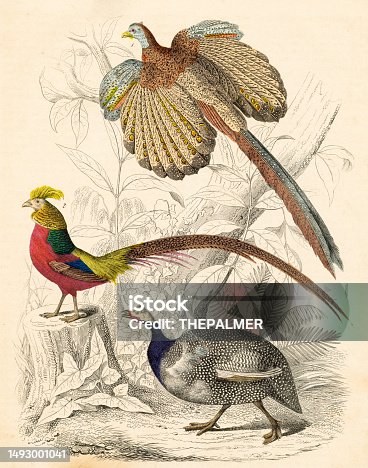 istock Great argus, pheasant and helmeted guinea fowl hand-colored engraving illustration 1848 1493001041