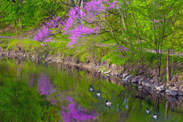 istock Small Creek with Redbud Trees and ducks-Howard County, Indiana 1493001096