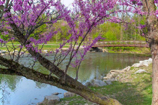 istock Redbud Tree with small creek and bridge- Howard County, Indiana 1493001097