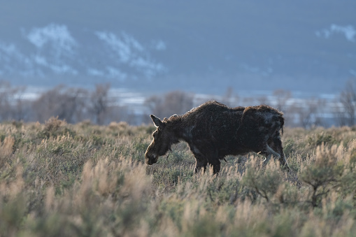 Moose grazing in morning sunlight as she transitions from winter coat to summer in the Yellowstone Ecosystem in western USA of North America. Nearest city is Jackson, Wyoming.