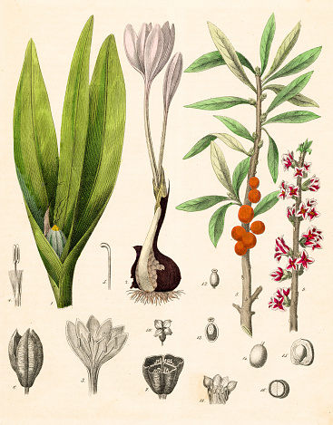 Autumn Crocus plant hand-colored engraving illustration 1848