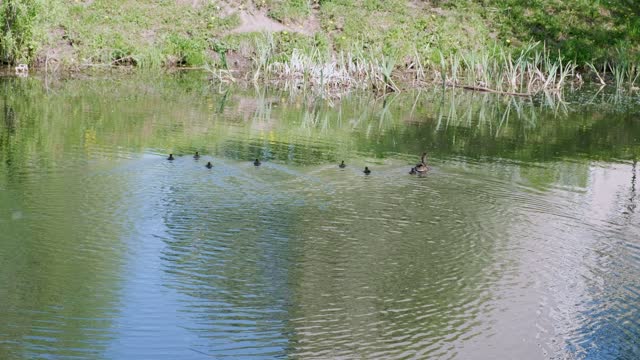 Ducklings swim in a row on the lake following the mother duck in the wild in summer.