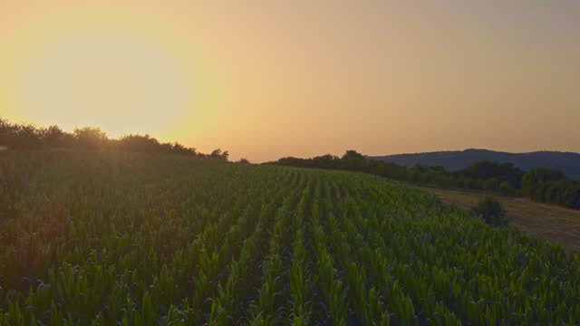 Aerial drone view of cultivated green corn field during sunset