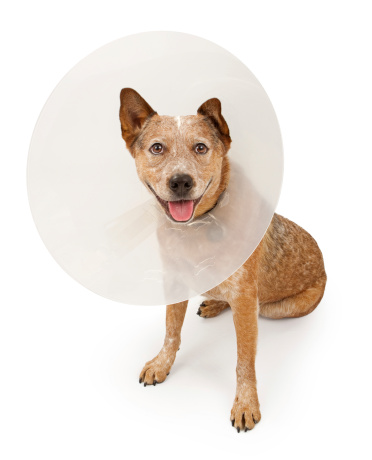 A Queensland Heeler dog (also known as an Australian Cattle Dog) wearing a plastic cone around his neck due to an injury. Isolated on white.