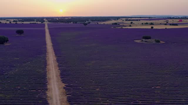 sun rising in the lavender fields.