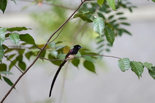 Beautiful small flycatcher bird, adult male Japanese paradise-flycatcher also known as Black paradise flycatcher, uprisen angle view, side shot, in the morning foraging on the small twig of tropical tree in nature of tropical climate, central Thailand.