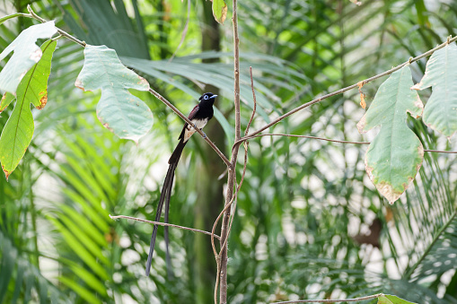 Beautiful small flycatcher bird, adult male Japanese paradise-flycatcher also known as Black paradise flycatcher, uprisen angle view, front shot, in the morning foraging on the small twig of tropical tree in nature of tropical climate, central Thailand.