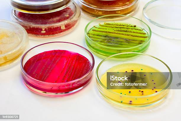 Petri Dishes With Bacterial Colonies Stock Photo - Download Image Now - Agar Jelly, Bacterium, Biological Cell