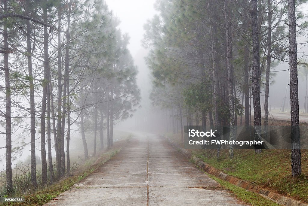 Matin d'automne dans le brouillard route et arbres - Photo de Arbre libre de droits