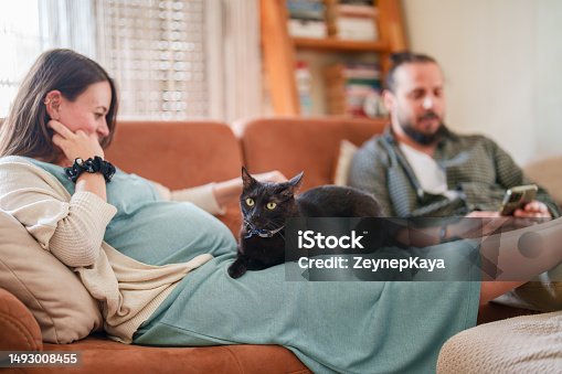 istock Black cat lying on expectant mother 1493008455