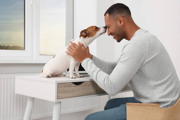 istock Young man with Jack Russell Terrier at desk in home office 1493009199