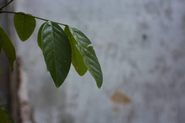 istock Close-up of some rambutan leaves 1493013099