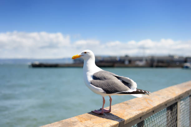 istock Seagull at pier of San Francisco 1493015754