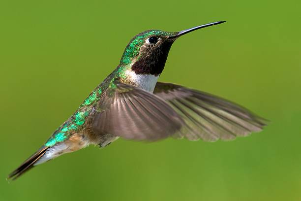 istock Broad-tailed hummingbird male 149301645