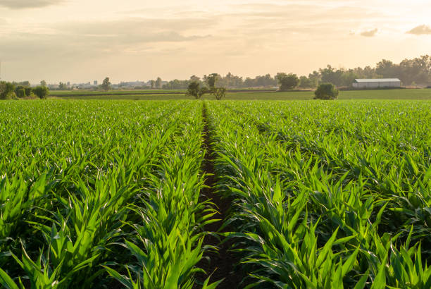 istock Corn crop field under the golden sunset sun. 1493017112
