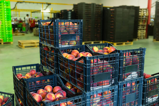 istock Crop of ripe peaches in plastic boxes ready for storage 1493017191
