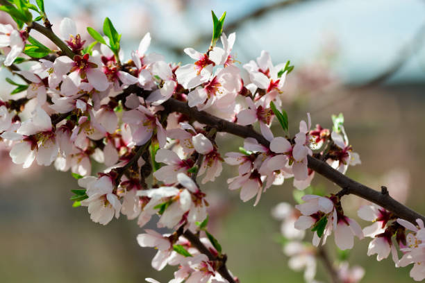 istock Almond tree branch with pink flowers against blur spring foliage 1493017389