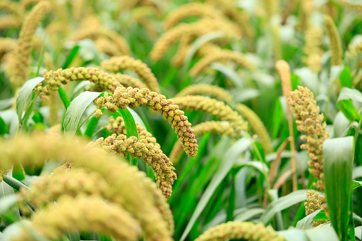 Millet, millet in a wooden container