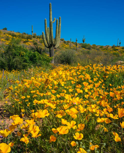 goldener mohn und saguaro-kakteen - sonoran desert cactus flower head southwest usa stock-fotos und bilder