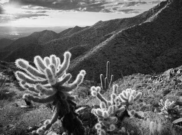 istock Cholla, saguaro and mountain slopes 1493020810