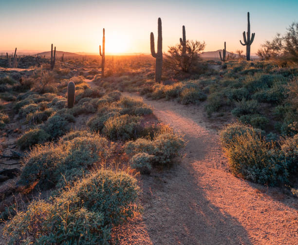 istock Trail through Sonoran Desert at sunset 1493023286