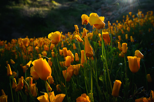 Golden poppies - super bloom - sonoran desert