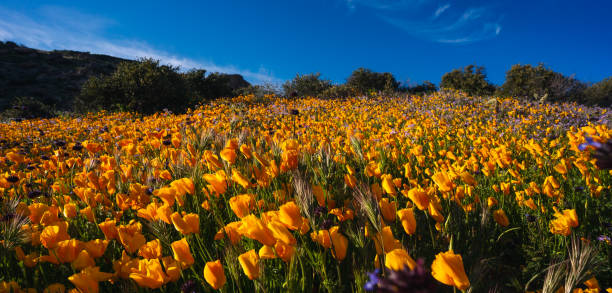 istock Golden poppies - super bloom 1493023361