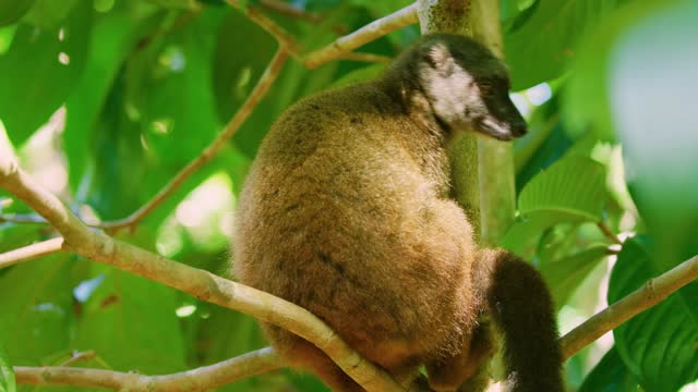 Stunning footage of a Common Brown Lemur (Eulemur fulvus). Madagascar rainforests.