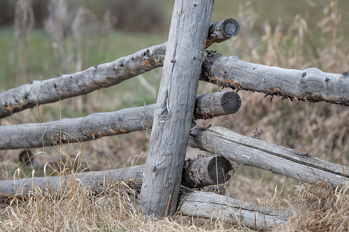 Old west fence of wood logs in the Yellowstone Ecosystem in western USA of North America. Nearest city is Jackson, Wyoming.