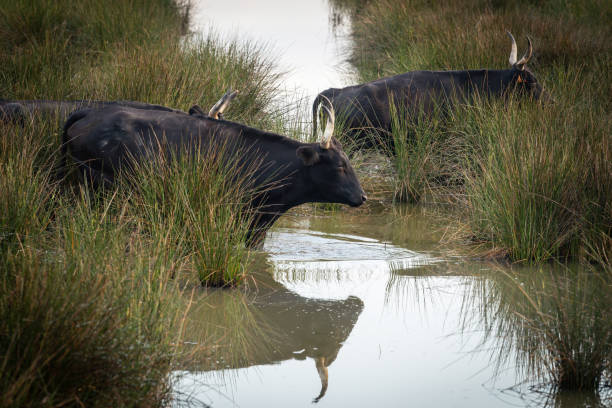 istock natural scene in Camargue with bulls 1493029444