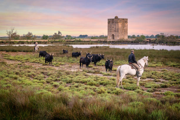 paysage avec taureaux et gardiens en camargue - nimes photos et images de collection