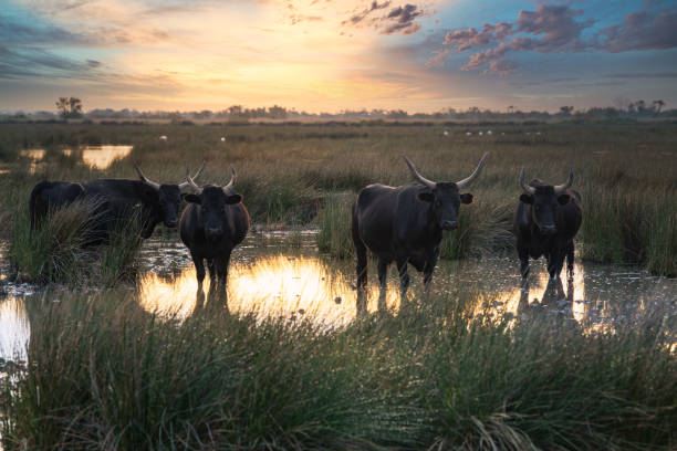 bulls in the Camargue area stock photo