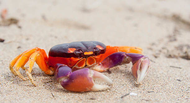 istock Tropical Land Crab in Costa Rica 149302995