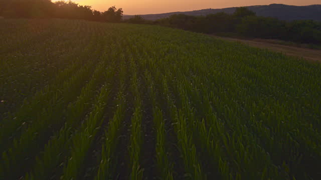 Aerial drone view of cultivated green corn field during sunset