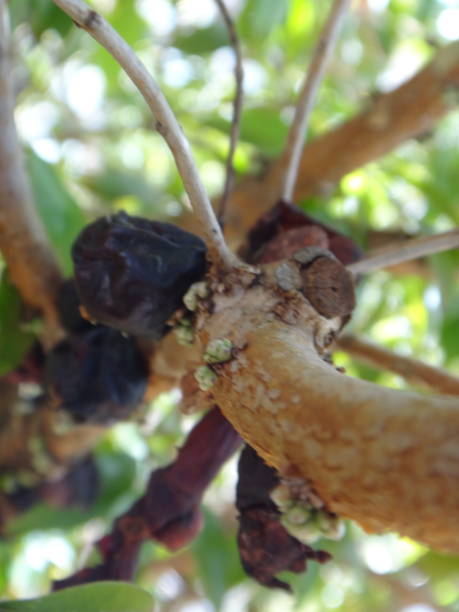 Jabuticaba drying on the plant, a exotic fruit of the jaboticaba (brazilian grape tree, species Plinia cauliflora) growing on the tree trunk. stock photo