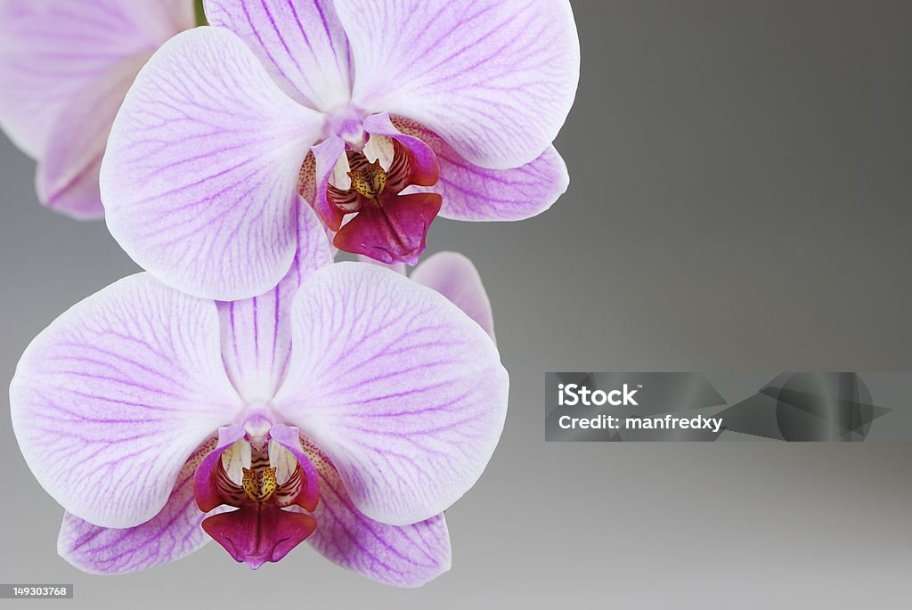 Orchid Macro of a beautiful orchid. Beauty In Nature Stock Photo