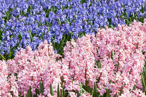 istock Hyacinths field in Holland 149303779