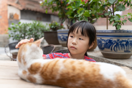 A little girl observes a pet cat on the table